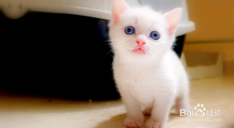 在上海如何注冊(cè)一家寵物用品公司